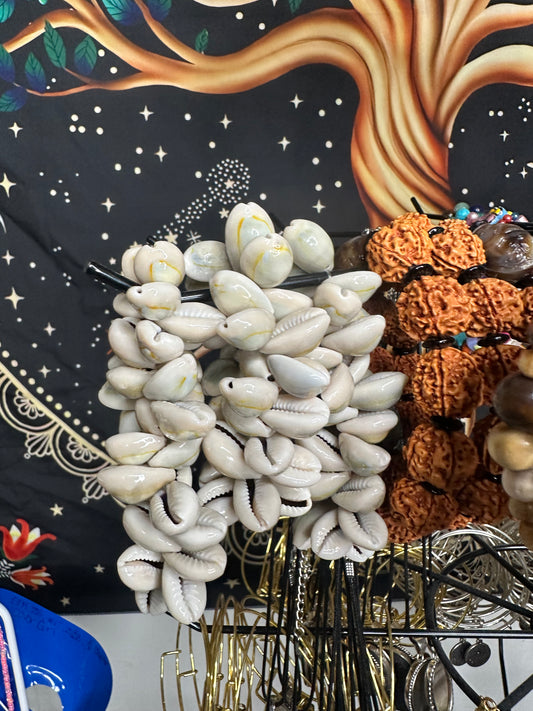 Cowrie Shell